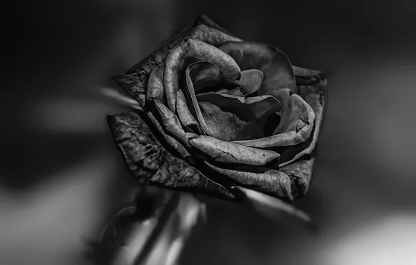 Роза, чёрная, BLACK BEAUTY