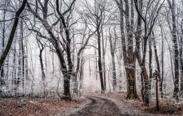 Картинка зима, лес, природа, фея, мороз, красивая, сказочная, волшебный лес