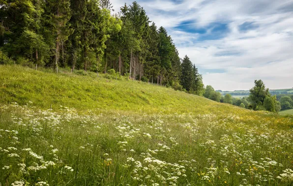 Зелень, лес, лето, небо, трава, облака, цветы, даль