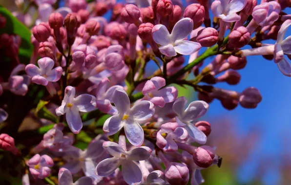 Spring, lilac, twig, blooming