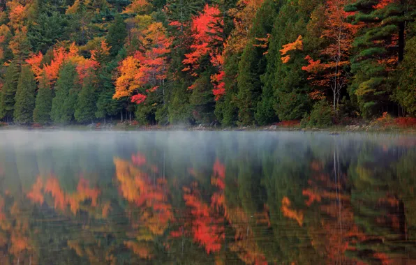 Картинка осень, лес, природа, туман, отражение, река