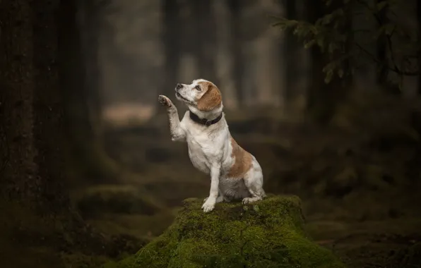 Картинка лес, друг, собака