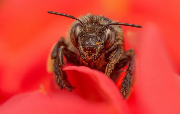 Картинка цветок, макро, красный, пчела, насекомое