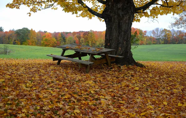 Картинка осень, листья, стол, дерево, скамья
