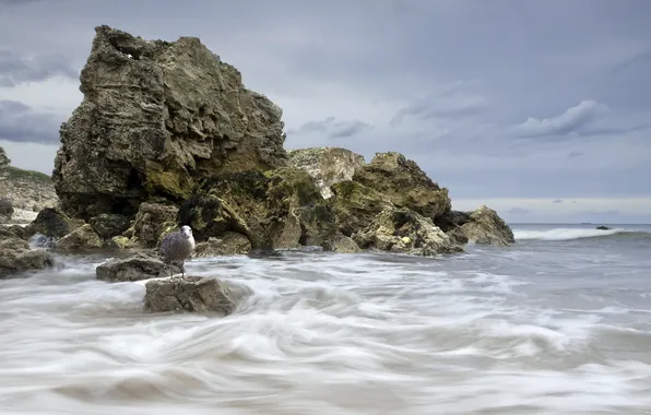 Картинка море, пейзаж, скалы, птица