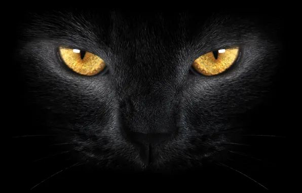 Желтые глаза, black cat, wild, yellow eyes, Черная кошка, диких