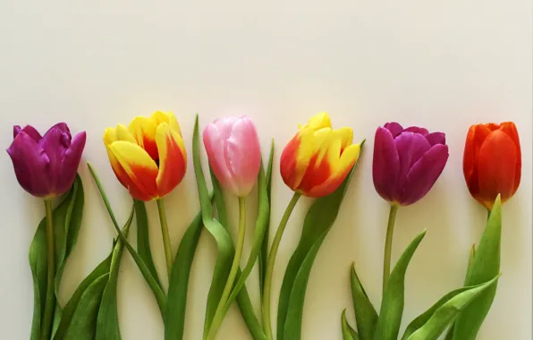Картинка цветы, букет, colorful, тюльпаны, wood, romantic, tulips, gift