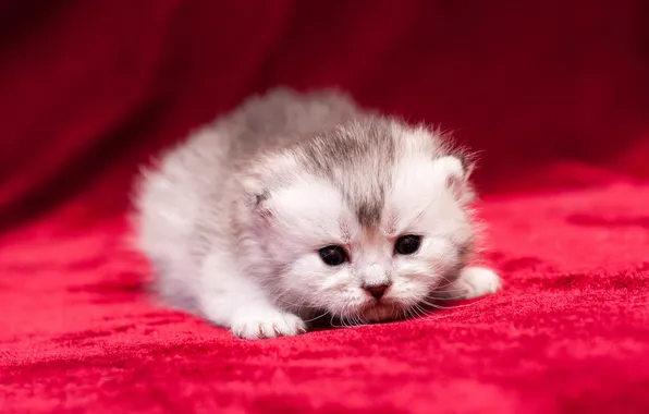 Кошка, взгляд, поза, котенок, серый, малыш, ткань, мордашка