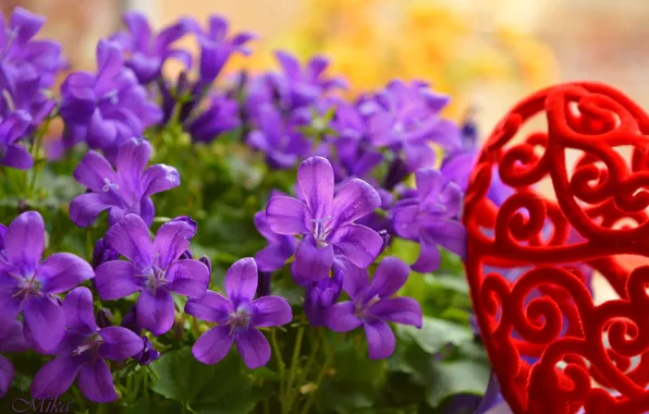 Колокольчики, Цветочки, Flowers, Фиолетовые цветы, Purple flowers