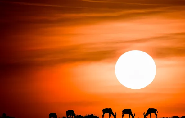 Картинка небо, солнце, закат, силуэты, антилопы, антилопа топи