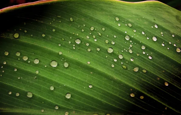 Картинка капли, лист, after rain