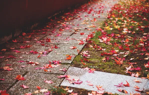 Осень, листья, дорожка, красные