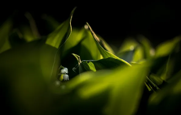 Макро, природа, Ландыш майский, Convallaria majalis