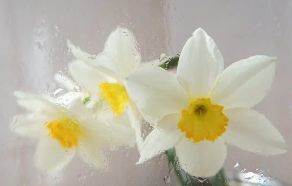 White, flower, narcissus, blooming