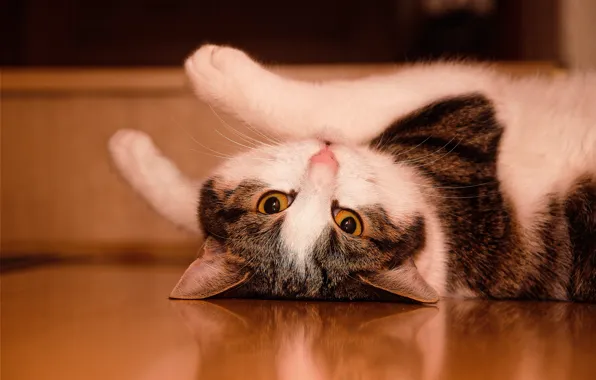 Кошка, кот, взгляд, поза, отражение, лапки, пол, лежит