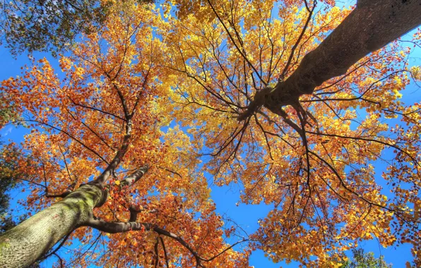 Картинка осень, небо, листья, деревья, ветки, ствол