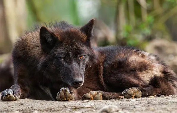 Картинка nature, snow, predator, face, animal, wolf, wildlife, portrait