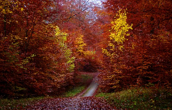 Картинка осень, лес, листья, деревья, листва, тропинка