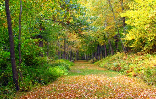 Картинка лес, листья, деревья, Осень, дорожка, forest, листопад, trees