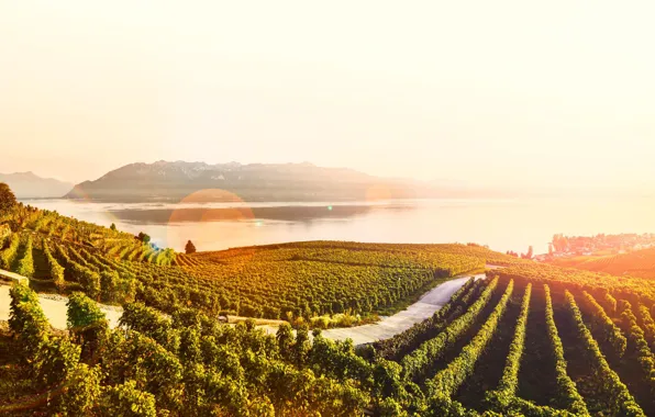 Солнце, озеро, Швейцария, террасы, виноградники, кантон, Lavaux, Лаво