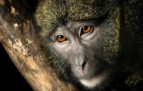 Картинка природа, обезьяна, Swamp Monkey