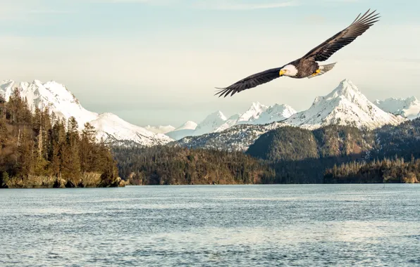 Картинка sea, flying, bird, flight, mountains, snow, sunlight, bald eagle