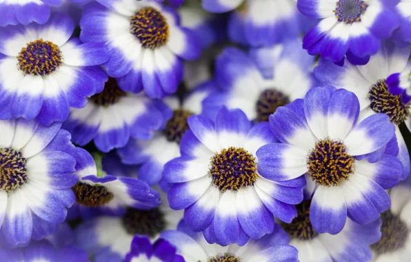 Цветы, природа, фон