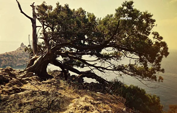 Скала, одиночество, дерево
