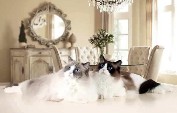 Кошки, комната, коты, букет, зеркало, пара, люстра, столик