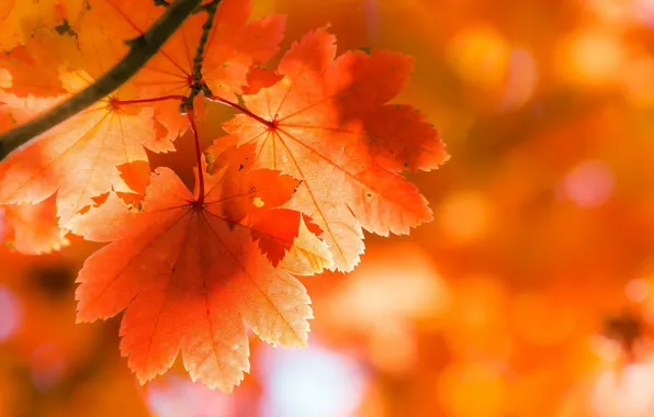 Осень, листья, природа