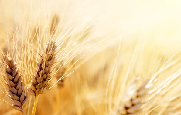 Пшеница, фото, зерно, колос