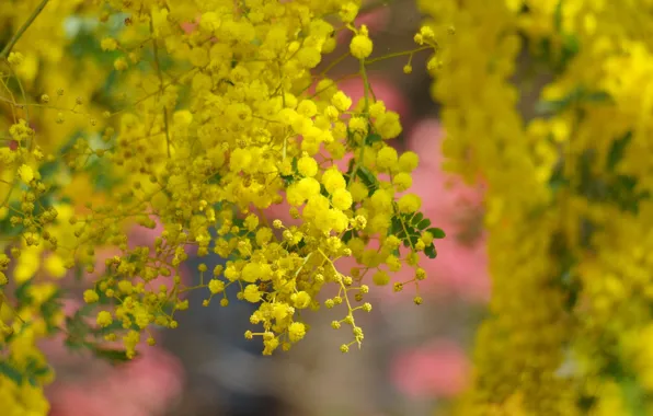 Дерево, весна, желтые, цветение, цветки, акация