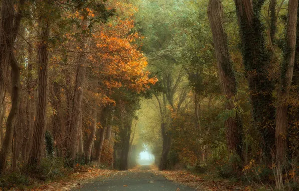 Осень, деревья, аллея, trees, autumn, alley, Anton van Dongen