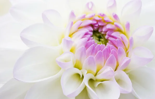 Белый, цветок, сиреневый, хризантема