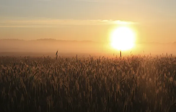 Картинка пшеница, поле, небо, солнце, свет, пейзаж, природа, рассвет
