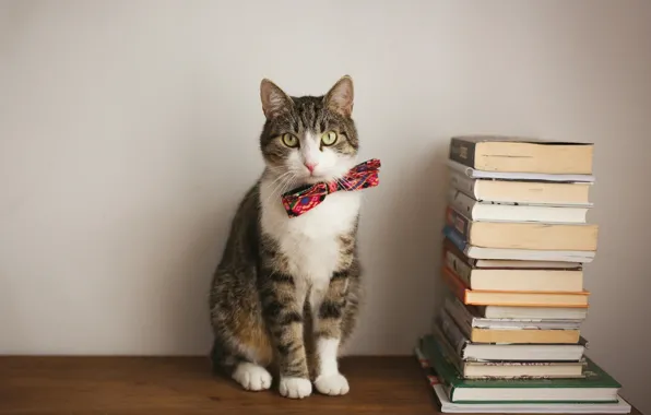 Кошка, кот, взгляд, поза, стол, книги, стопка, мордашка