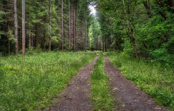 Картинка дорога, лес, лето