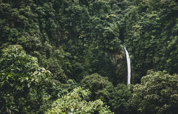 Jungle, Wood, Tree, Waterfall, Natur