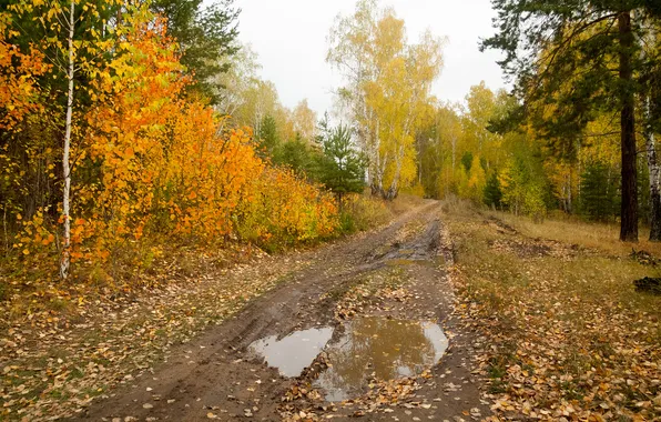 Дорога, осень, лес, вода, деревья, ветки, природа, листва
