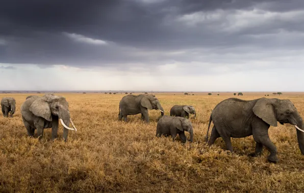 Картинка Африка, слоны, стадо, Tanzania, Serengeti National Park