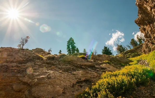 Солнце, природа, парк, фото, США, лучи света, Grand Teton