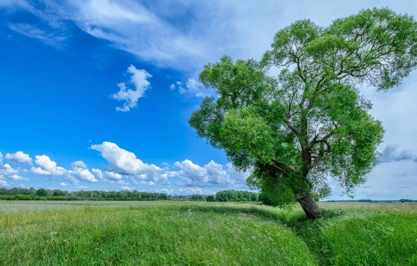 Картинка зелень, поле, лето, небо, трава, облака, деревья, зеленый