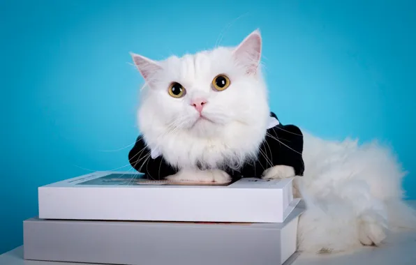 Кошка, белый, кот, взгляд, поза, одежда, книги, костюм
