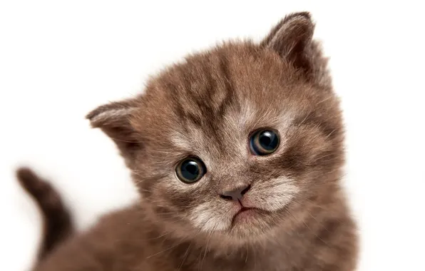 Кошка, взгляд, поза, котенок, портрет, малыш, белый фон, мордашка