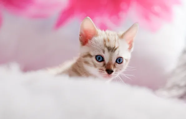 Кошка, котенок, кровать, портрет, мордочка, подушка, мех, голубые глаза