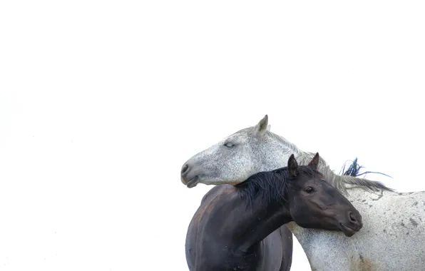Картинка минимализм, лошади, белый фон, парочка