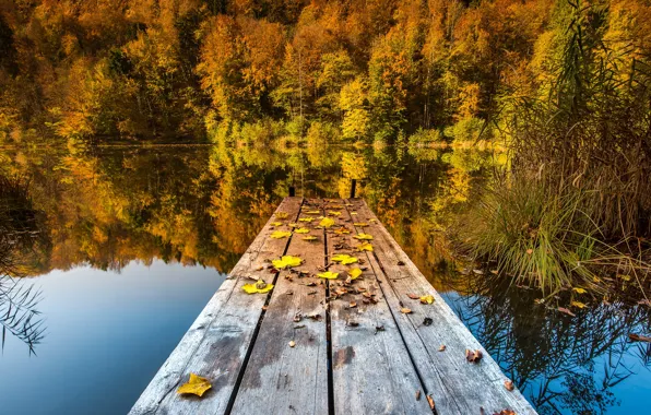 Картинка осень, листья, мост, природа, озеро