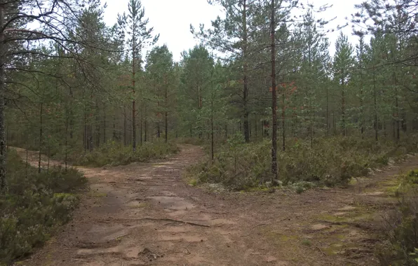 Дорога, лес, лето, природа, сосны