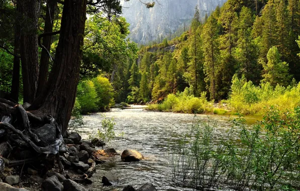 Картинка лес, камни, речка