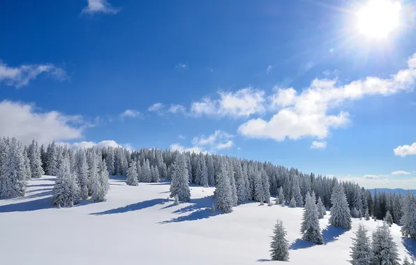 Картинка зима, лес, солнце, снег, деревья